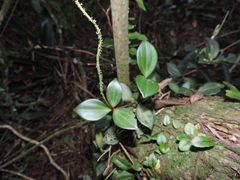 Peperomia pereskiifolia, photograph (c) Fabrício Mil Homens Riella, some rights reserved (CC BY)