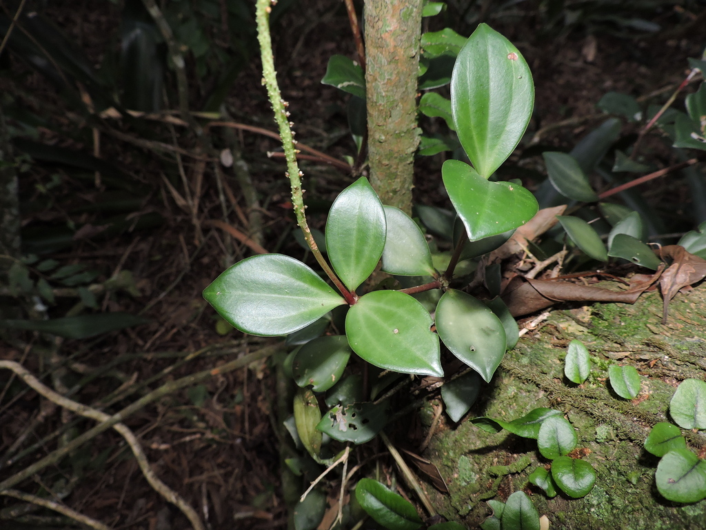 Peperomia pereskiifolia