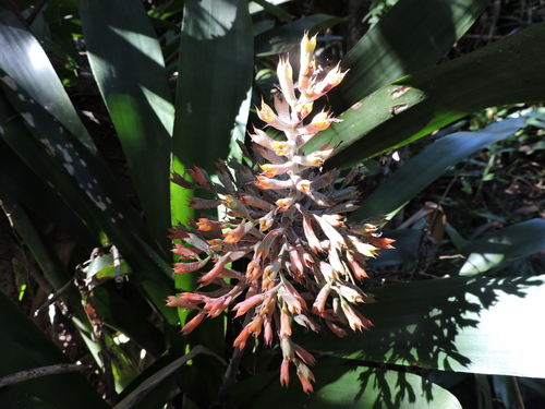 Aechmea caudata, photograph 4