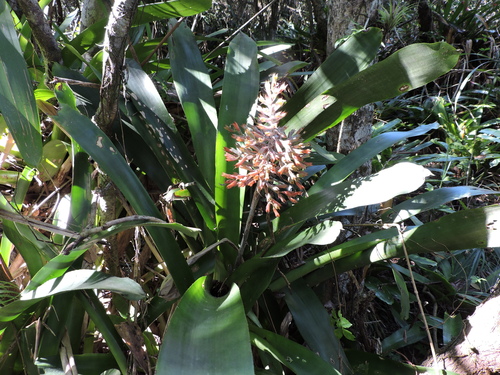 Aechmea caudata, photograph 5