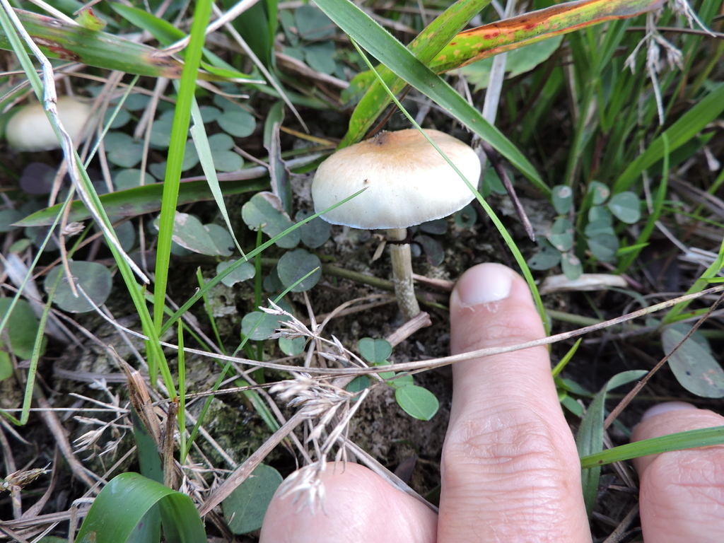 Psilocybe cubensis · June 2025 · photo: © bariza (iNaturalist, cc-by)