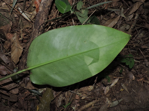 Philodendron renauxii, photograph 6