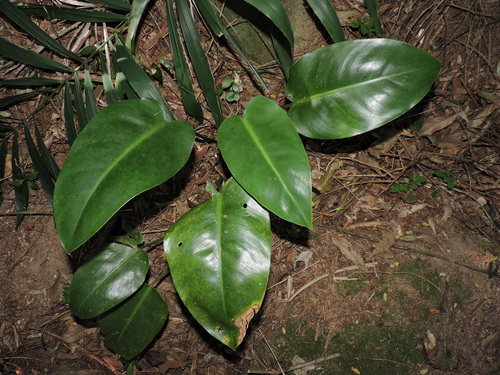 Philodendron renauxii, photograph 5