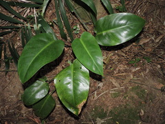 Philodendron renauxii, photograph (c) Fabrício Mil Homens Riella, some rights reserved (CC BY)