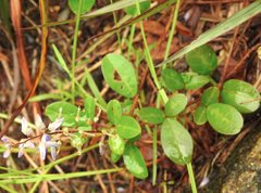 Grona heterocarpos angustifolia