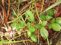 Grona heterocarpos angustifolia