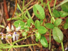 Grona heterocarpos angustifolia