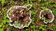 Hydnellum scrobiculatum