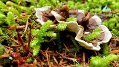 Hydnellum scrobiculatum