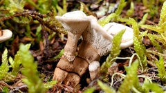 Hydnellum scrobiculatum