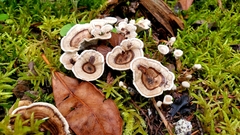 Hydnellum scrobiculatum