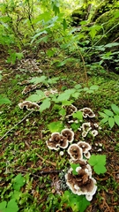 Hydnellum scrobiculatum