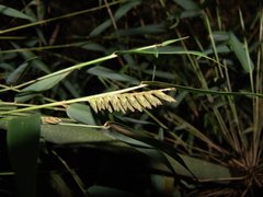 Merostachys