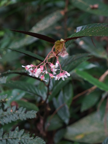 Begonia brevilobata
