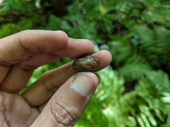 Webbhelix multilineata