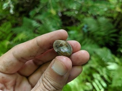 Webbhelix multilineata