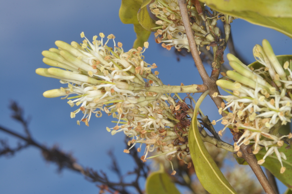 Tripodanthus acutifolius; photograph (c) aacocucci, some rights reserved (CC BY)