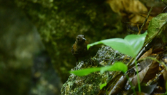 Microcerculus philomela