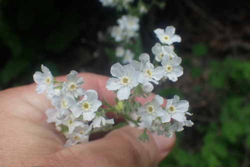 Spreading Stickseed (Hackelia diffusa)