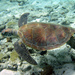Green Sea Turtle - Photo (c) Charlie Shuetrim, some rights reserved (CC BY-NC), uploaded by Charlie Shuetrim