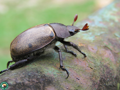 Pelidnota chalcothorax