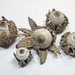 Geastrum Sect. Geastrum - Photo (c) disciseda, some rights reserved (CC BY-NC), uploaded by disciseda