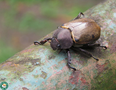 Pelidnota chalcothorax