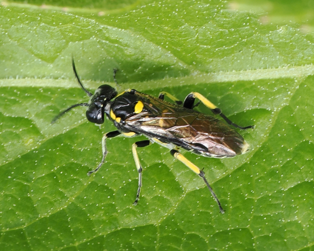 Macrophya crassula