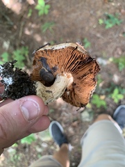 Cortinarius
