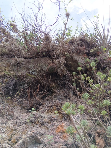 Sedum griseum