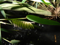 Merostachys