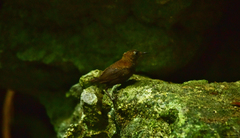 Microcerculus philomela