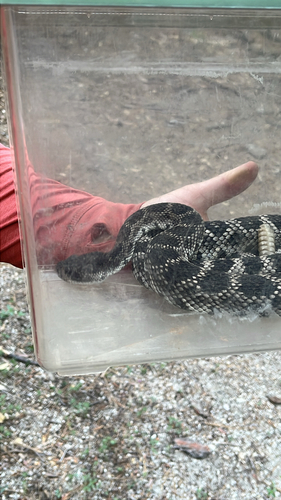 iNaturalist observation photo of Southern Pacific Rattlesnake