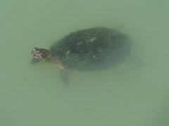 Trachemys venusta cataspila