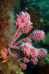Pyura spinifera