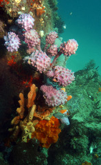 Pyura spinifera