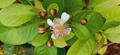 Tetracera indica