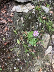 Sabatia capitata
