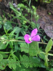 Phaseolus anisotrichos