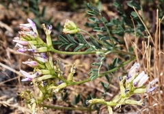Astragalus speirocarpus