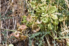 Astragalus speirocarpus