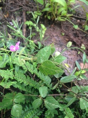 Phaseolus anisotrichos