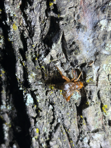 Common Short-tailed Cricket photo 3