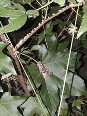 Melanoplus punctulatus