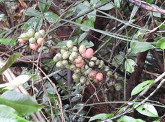 Gnetum luofuense