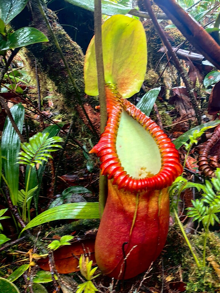 Nepenthes macrophylla, Sabah, MY