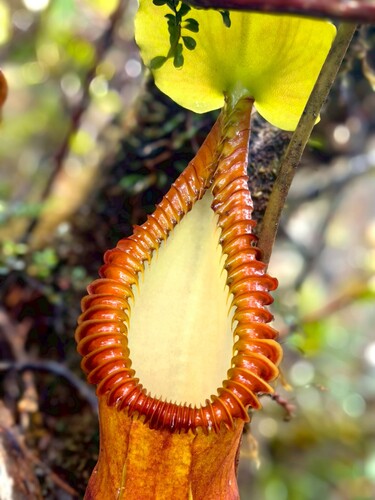 Nepenthes macrophylla