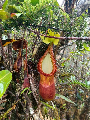 Nepenthes macrophylla