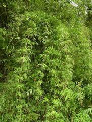 Chusquea ramosissima