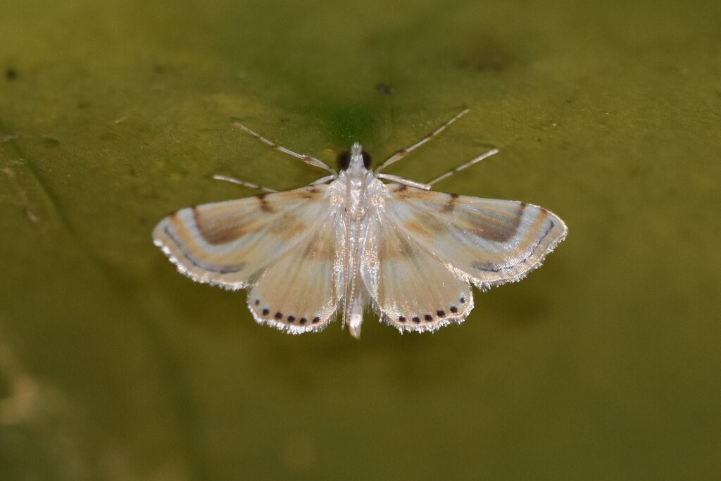Cataclysta marginipuncta